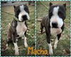 Macho