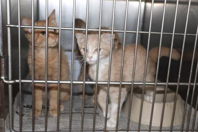 orange Crush INQUIRE ABOUT ADOption