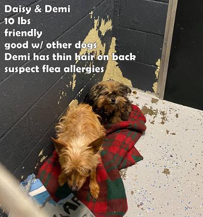 Daisy and Demi ON MEDICAL HOLD