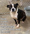 Hank ADOPTION PENDING