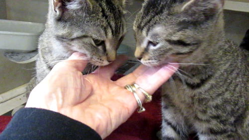Tabby Twins