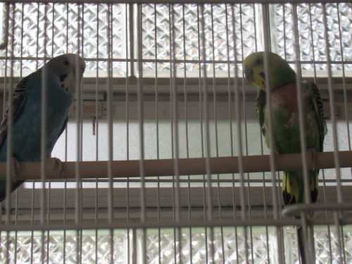 Pair of Keets