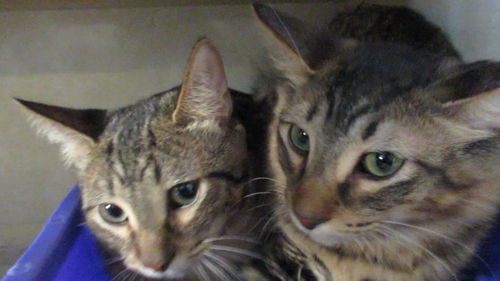 Tabby Twins