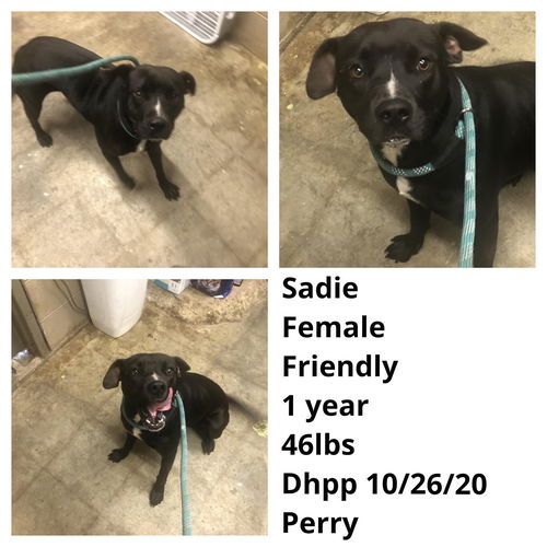 Sadie