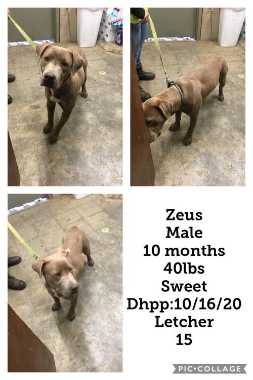 Zeus