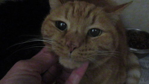 Ollie