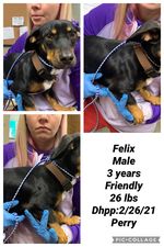 Felix