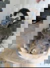 Ora