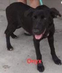Onyx