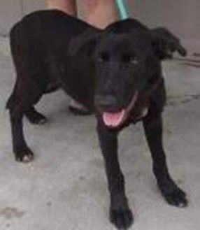 Onyx
