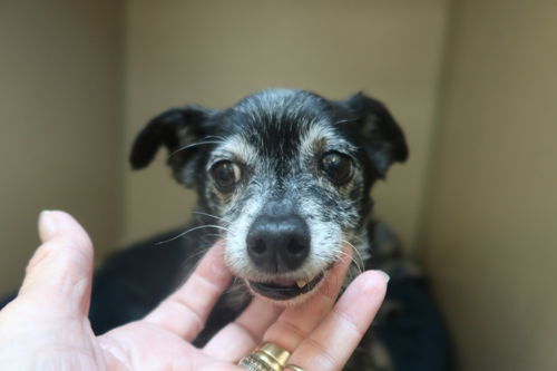 Fluffy the Chi