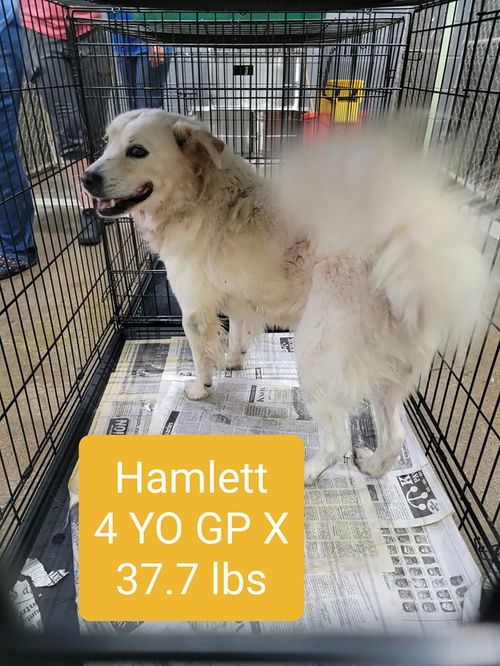 Hamlet May have an adoption pending