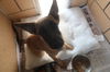 Ophelia May have an adoption pending
