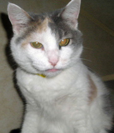 Callie