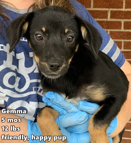 Gemma