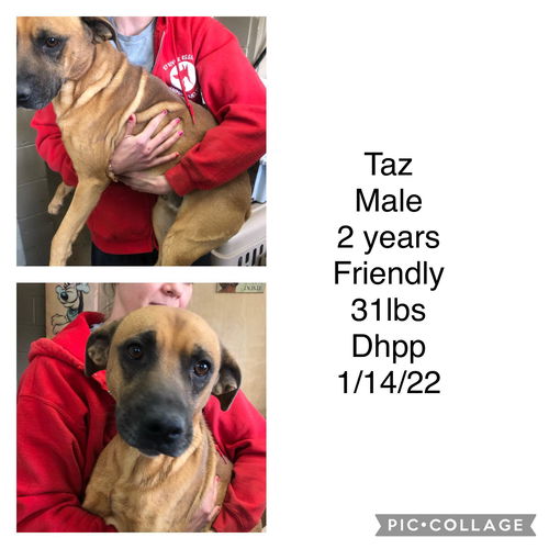 Taz