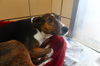 Flossie