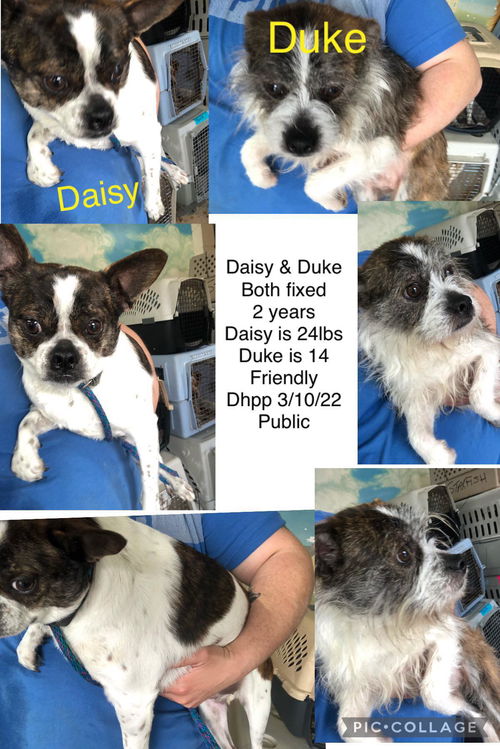 Daisy & Duke