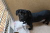 Mable