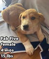 Fab Five 2 aDOPTED