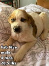 Fab Five 2 aDOPTED