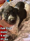Fab Five 2 aDOPTED