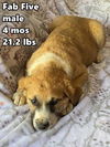 Fab Five 2 aDOPTED