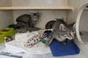 Tabby Kiddos