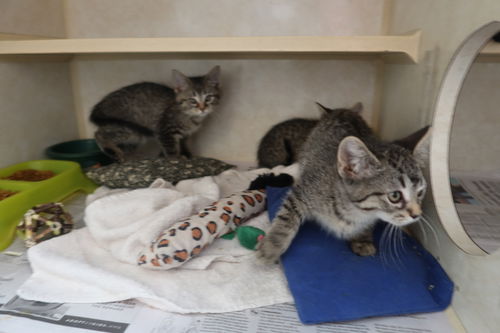Tabby Kiddos