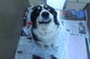 Ozzie