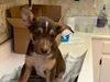 Quints 4 ADOPTED