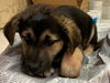 Quints 4 ADOPTED