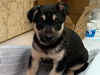 Quints 4 ADOPTED