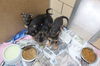 Quints 4 ADOPTED