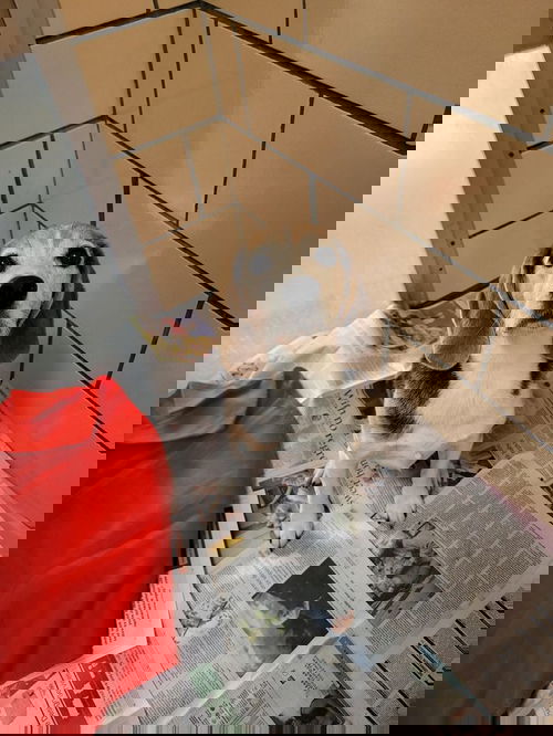 Tbow