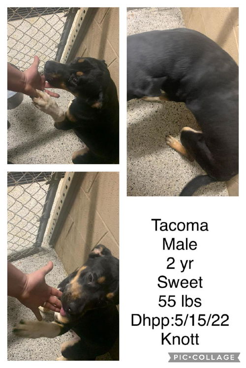 Tacoma