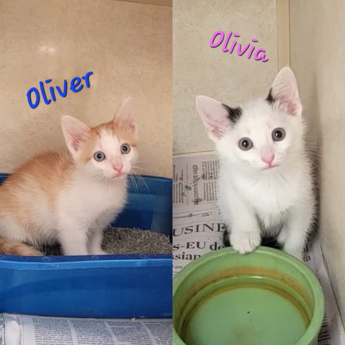 Oliver and Olivia