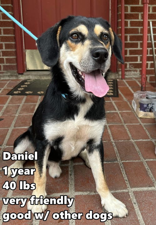 Daniel
