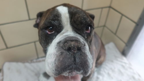 Vito