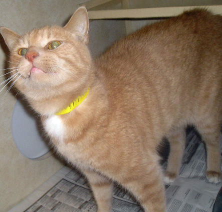 Mac