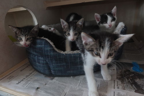 Fellowshio Kittens