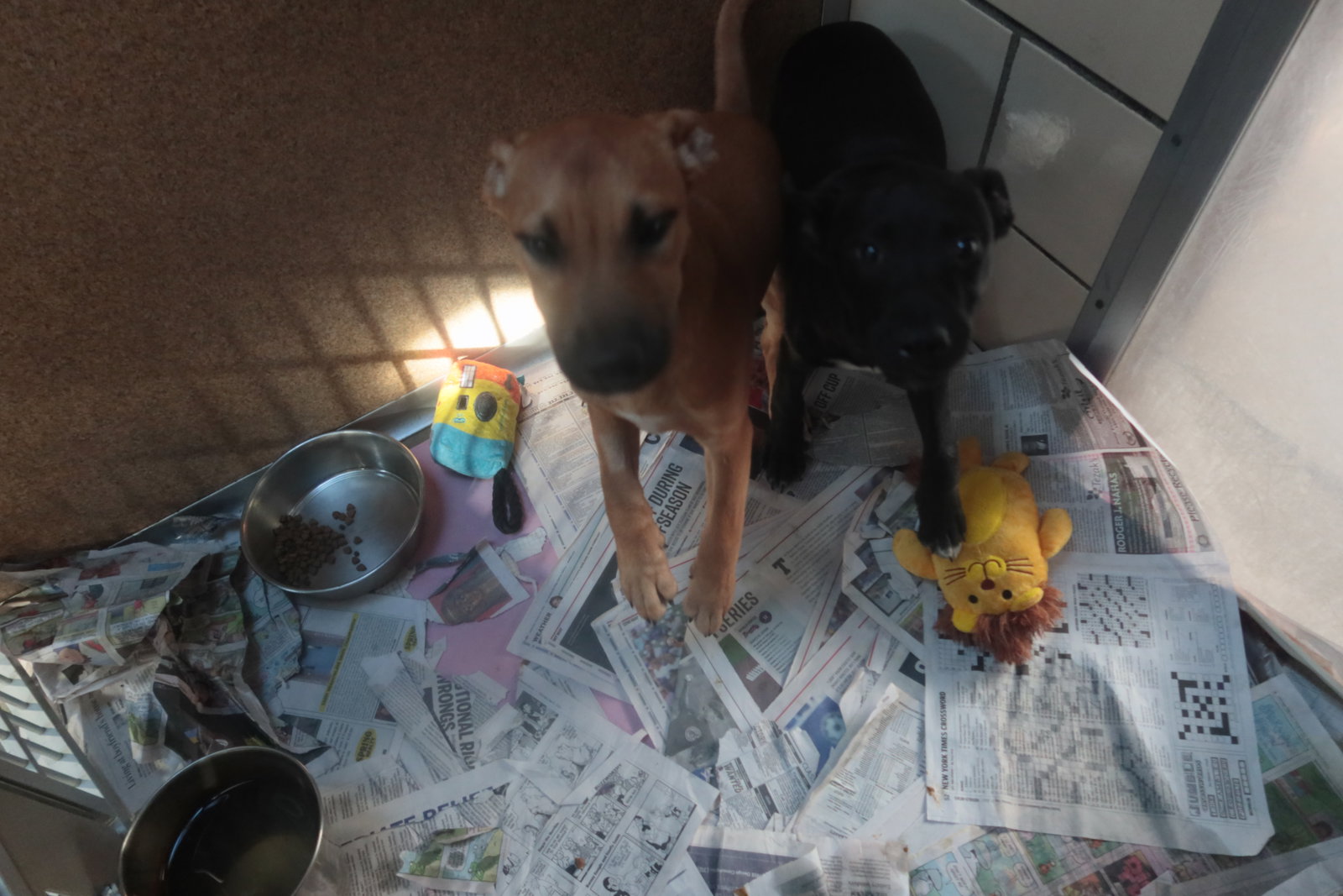 Power Rangers Dog Building Dog for Adoption - Power Rangers, a German Shepherd Dog in Chicago, IL ...