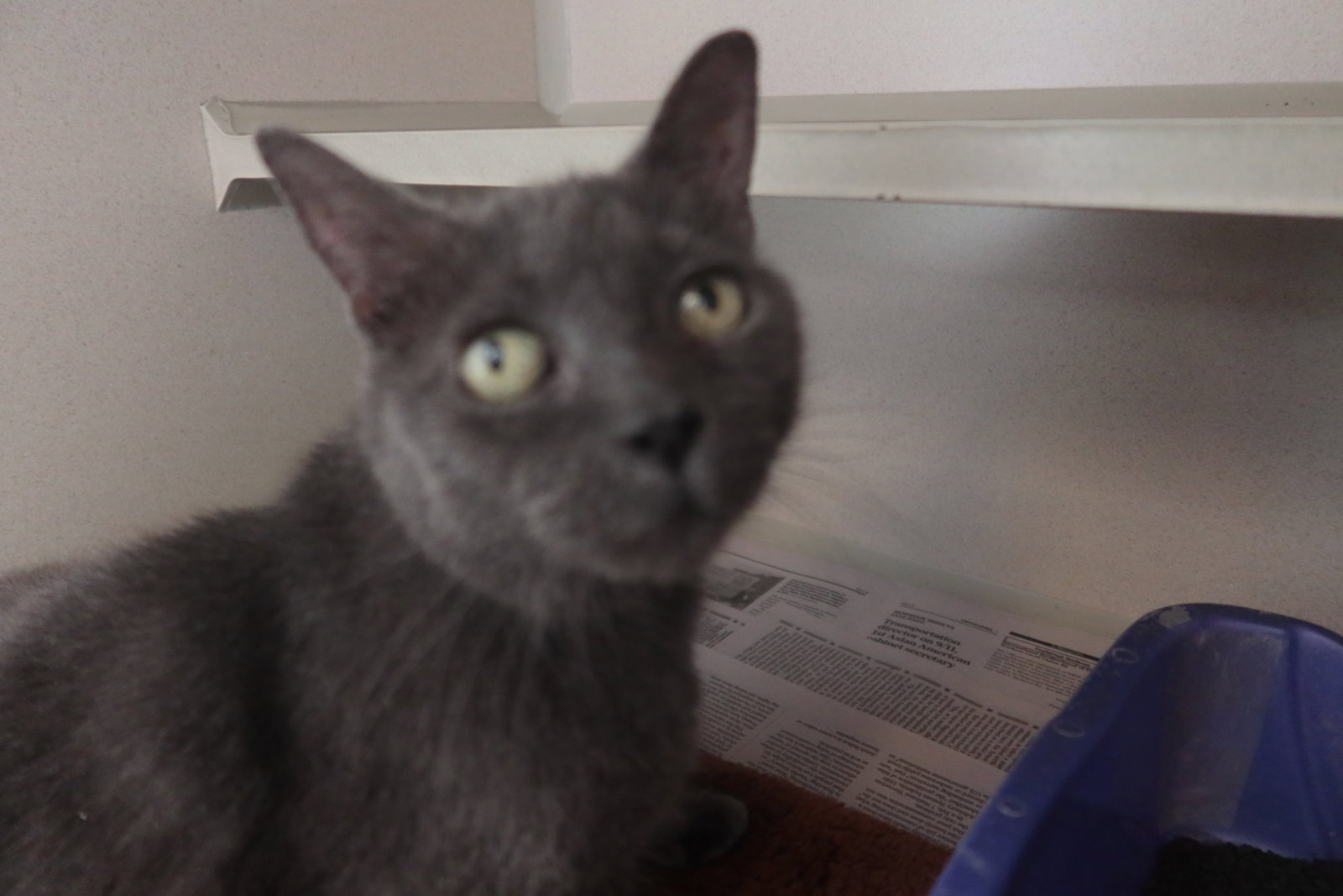 Cats for Adoption in Seneca, Illinois Alpha Paw