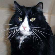 Figaro