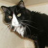 Figaro