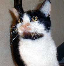 calico cutie