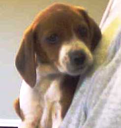Dandy ARRIVING 12/16