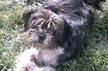 Daisy