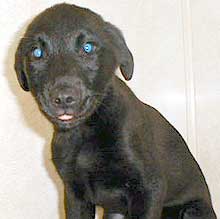 dark chocolate pup