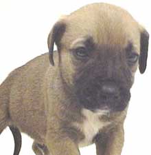 Caleb